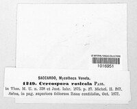 Rosisphaerella rosicola image